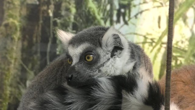 Ring-tailed lemur or lemur, or Katta (LAT. Lemur catta), inhabits the islands of Madagascar