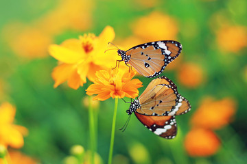 butterfly on cosmos flower