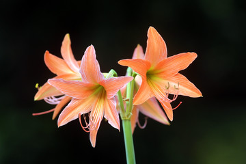 Fototapeta premium orange lily flower