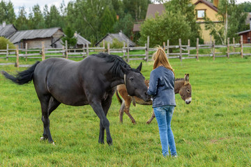 Girls feed a black horse on a green lawn in the fall.