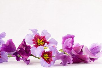 Fototapeta na wymiar 紫のリューココリーネ