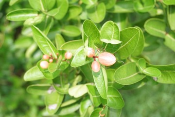 Karonda fruit on tree