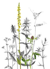 Obraz na płótnie Canvas watercolor drawing flowers and plants