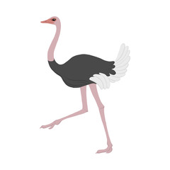 vector cartoon ostrich