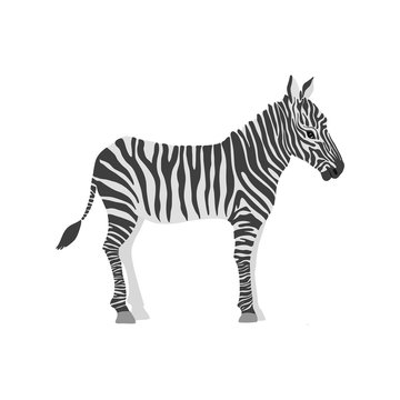 vector cartoon zebra