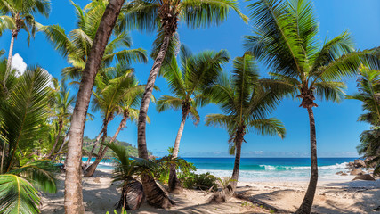 Panele Szklane  Beautiful palm trees on tropical island Jamaica.