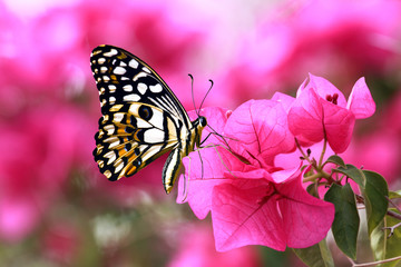 Naklejka na ściany i meble butterfly on pink flower