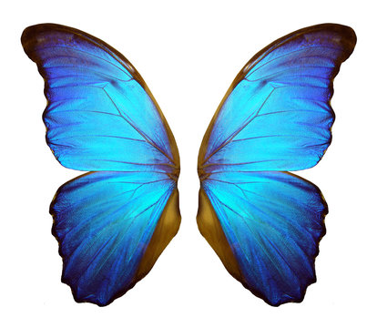 Wings of a butterfly Morpho. Morpho butterfly wings isolated on a white background.