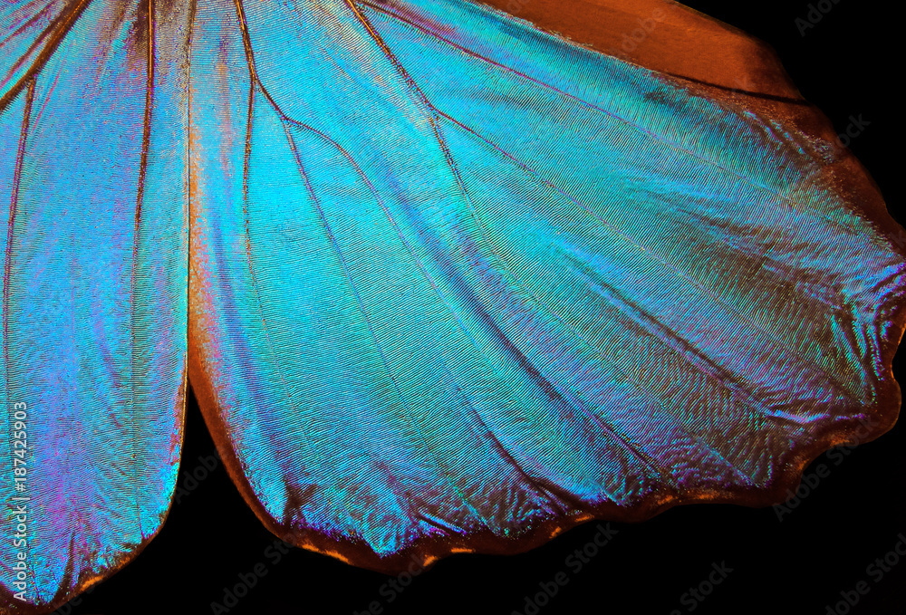 Poster wings of a butterfly morpho texture background. morpho butterfly.