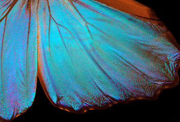 Wings of a butterfly Morpho texture background. Morpho butterfly.