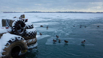 icy river ducks