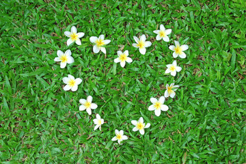 Flower shaped heart on green grass