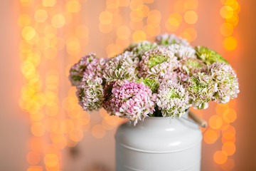 Pink persian buttercup flowers. Curly peony ranunculus in Metallic gray vintage can. Vase with beautiful bouquet on table. Copy space. lights on the background