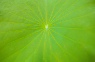 Lotus leaf in water