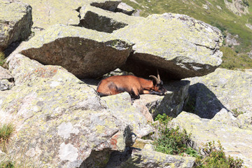 Mountain goat on a rock in South Tyrol alps