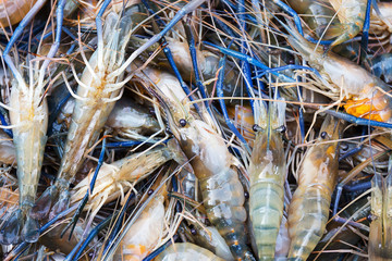 fresh river shrimp with a lot of eggs in seafood market