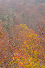 Fototapeta premium Autumn in Fukushima, Japan