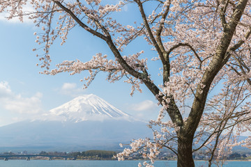 Sakura cherry blossom and Mt. Fuji at Kawaguchiko lake , Japan  in spring season