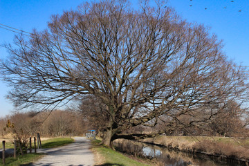 さいたま市見沼の芝川沿いの風景