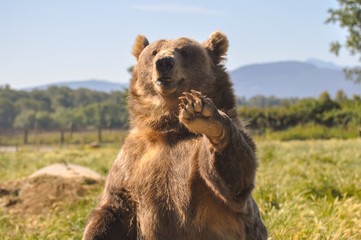Brown Bear Waving - 187429934