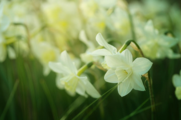 Narcissus flower. daffodils blooming background .  Spring mood