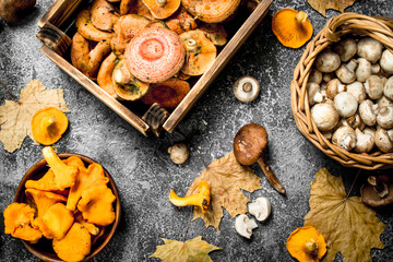 Fototapeta premium Different mushrooms in a boxes.