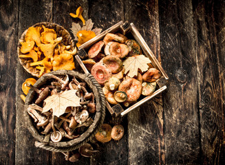 variety of autumn mushrooms.