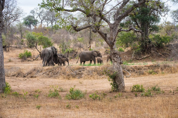 Fototapeta premium Elephant family emerging from bush