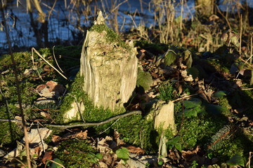 rotting stump of an old tree with moss