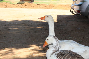 Geese