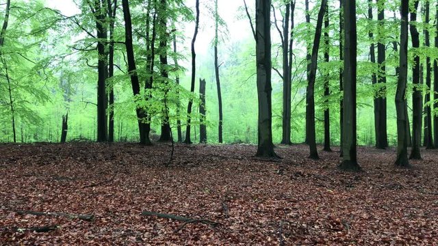 Autumn forest