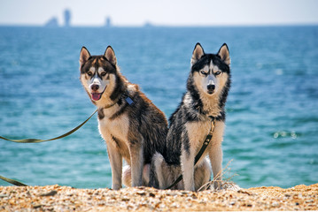 Siberian husky on the beach.