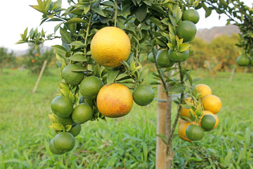 fresh orange fruit on branches