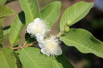Guavas flower in Garden / farm of guava/ Psidium guajava in autumn