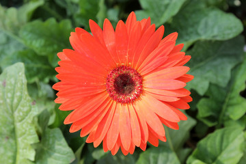 red berbera flower 