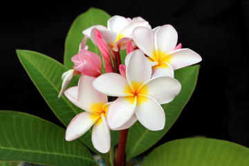 beautiful frangipani flower