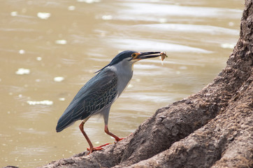 Ardeola ralloides - Grey Squacco Heron standing on a tree root with a small fish in it's beak.  Mfuwe, South Luangwa National Park, Zambia, Southern Africa