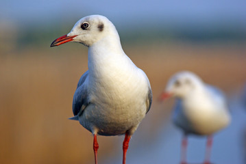 seagull standing in the sea