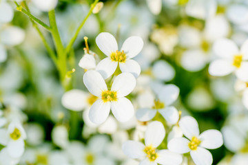 Spring background. White flower blossoms close up.