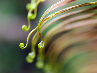 beautiful fern leaf in deep forest, Kaeng krachan national park,Thailand © PRASERT