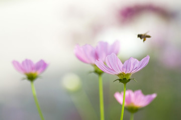 Obraz na płótnie Canvas bee on cosmos flower
