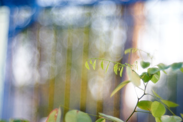 small green leaf at top tree with colorful background
