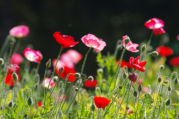 red poppy in nature