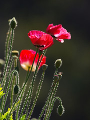 red poppy in nature