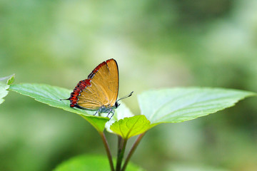 Purple Sapphire butterfly on green leaf
