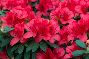 Frühlingsblüher üppige frische Rhododendron-Azalea-Blumen