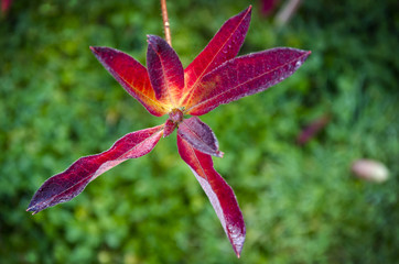 Colorful leaves of azaleas on a background of green grass