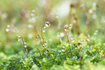 dew drop in moss