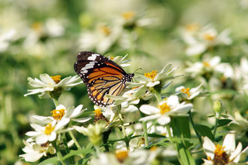 butterfly on white flower