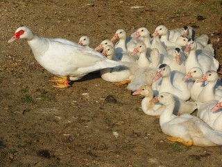 Kleine Entenfamilie